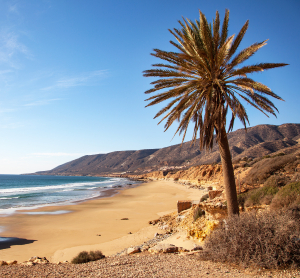 Einsamer Sandstrand bei Agadir mit einer hohen Palme im Vordergrund, sanften Wellen des Atlantiks und h&uuml;geliger K&uuml;stenlandschaft im Hintergrund unter klarem, blauem Himmel.