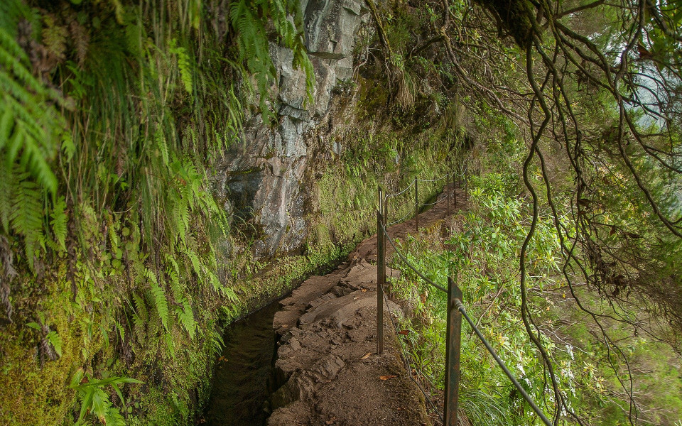 Lorbeerwald auf Madeira