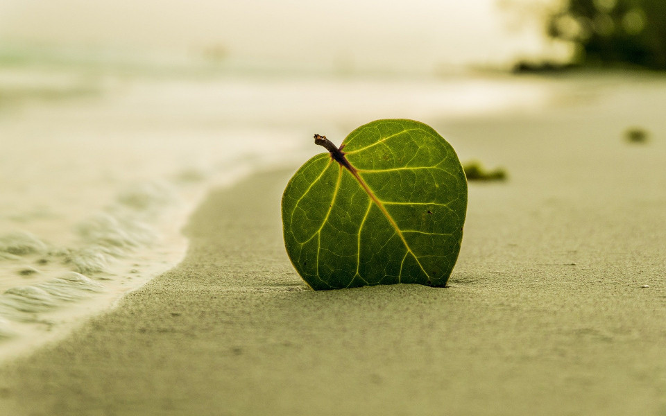Blatt im Sand am Meer