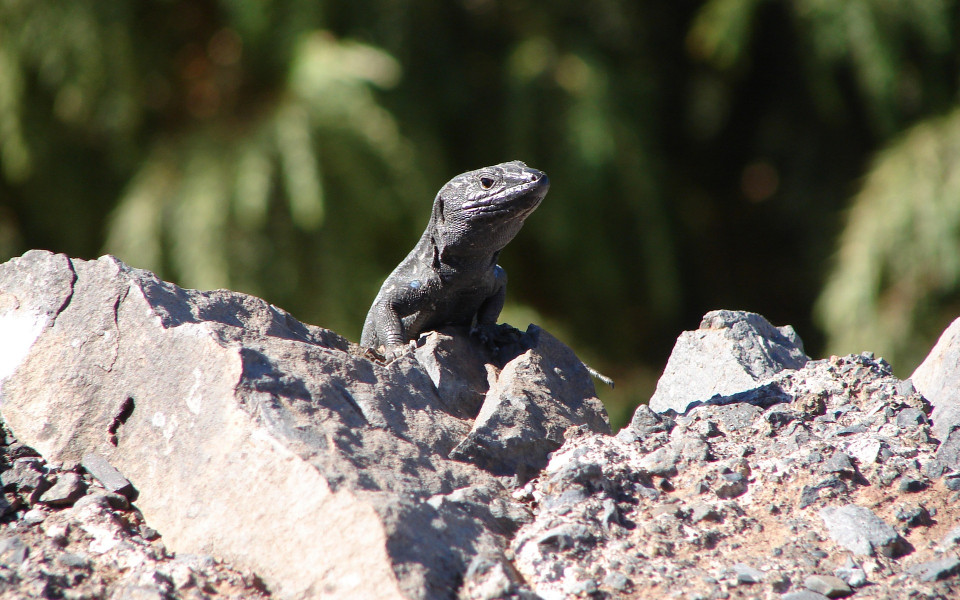 Tierwelt auf la Gomera