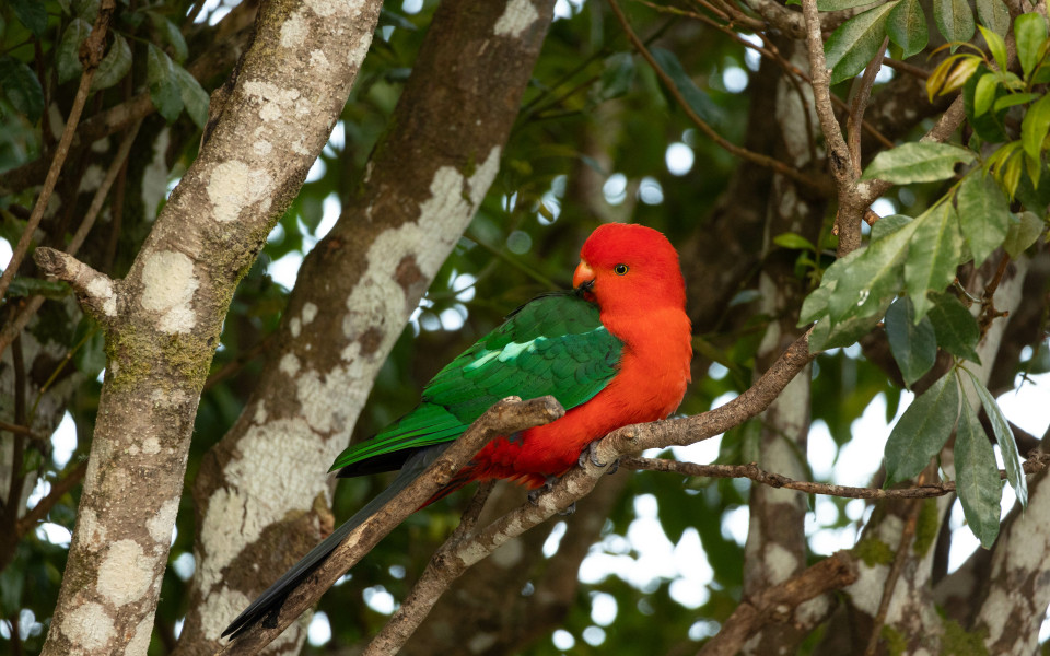 Vogel im Lamington-Nationalpark in Australien, der auf einem Baum sitzt.