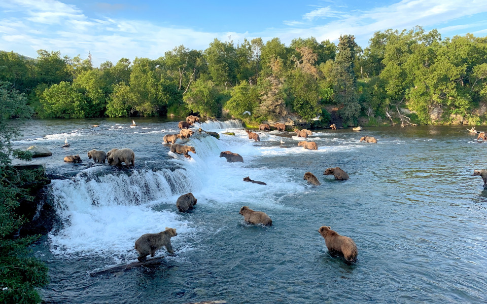 B&auml;ren fangen Lachse im Brooks Falls im Katmai Nationalpark