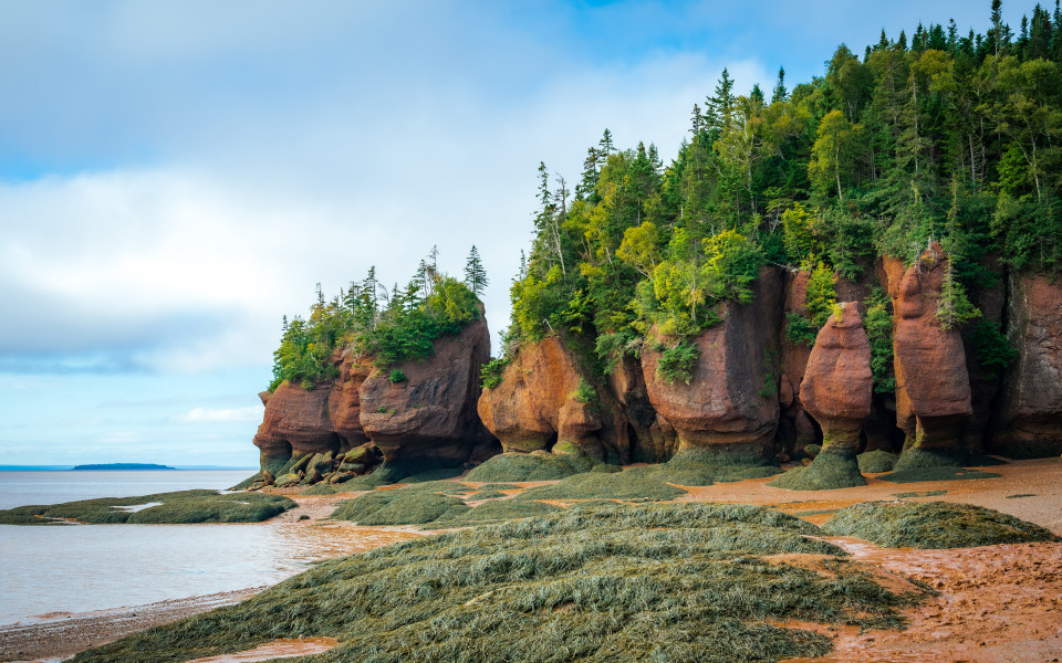 Mit grün bewachsene Felsen und Algen am Strand von Bay of Fundy während der Ebbe