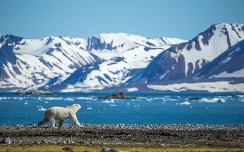 Ein Eisb&auml;r l&auml;uft entlang der K&uuml;ste von Spitzbergen, mit schneebedeckten Bergen im Hintergrund und treibenden Eisschollen im Wasser.