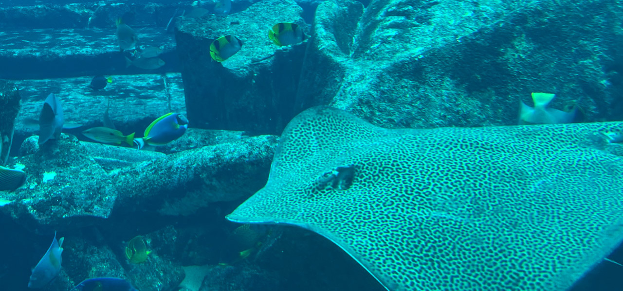 Aquarium im Hotel Atlantis the Palm